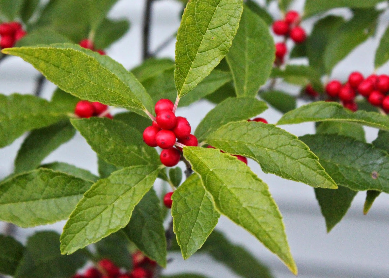 Winterberry Seeds - Add Festive Charm to Your Garden