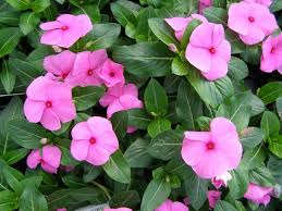Organic Pink Catharanthus Flower Seeds for Planting – Heirloom, Non-GMO