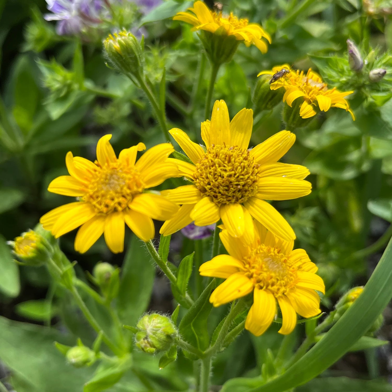 Arnica Meadow Seeds