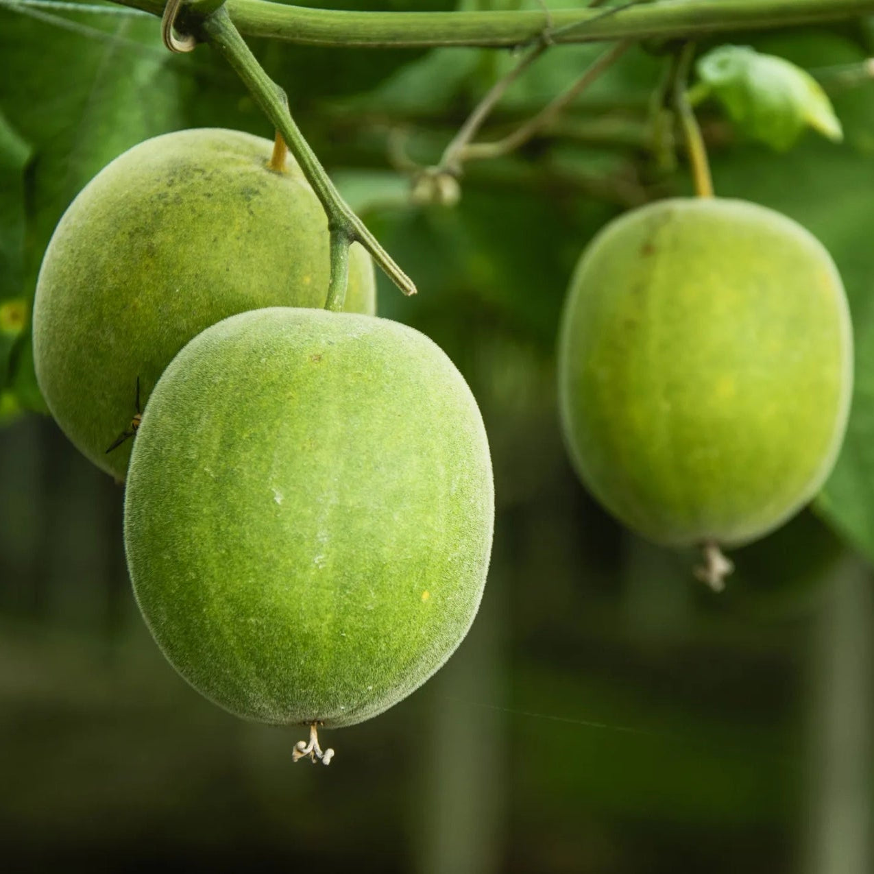 LuoHan Guo Fruit Seeds, Unique Sweetening Fruit with Medicinal Qualities