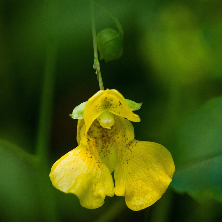 Yellow Impatiens Flower Seeds for Planting, 100