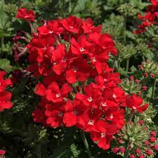 Stripe Verbena Flower Seeds for Planting - 100