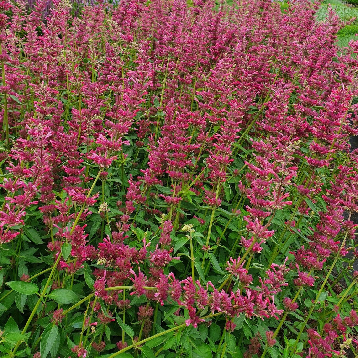 Agastache Licorice Candy Seeds