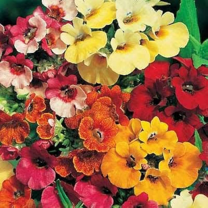 Mixed Nemesia Carnival Flower Seeds for Planting - NON GMO Seeds