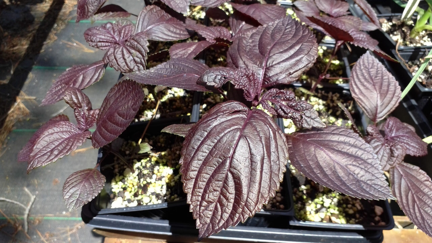 Red Shiso -  Herb Seed