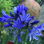Blue Agapanthus Seeds for Planting - NON GMO Seeds Dhara Seeds