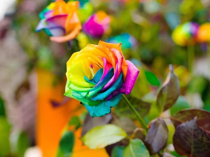 Multi-Color Rose Flower Seeds for Planting – Heirloom, Non-GMO Seeds for Vibrant Gardens