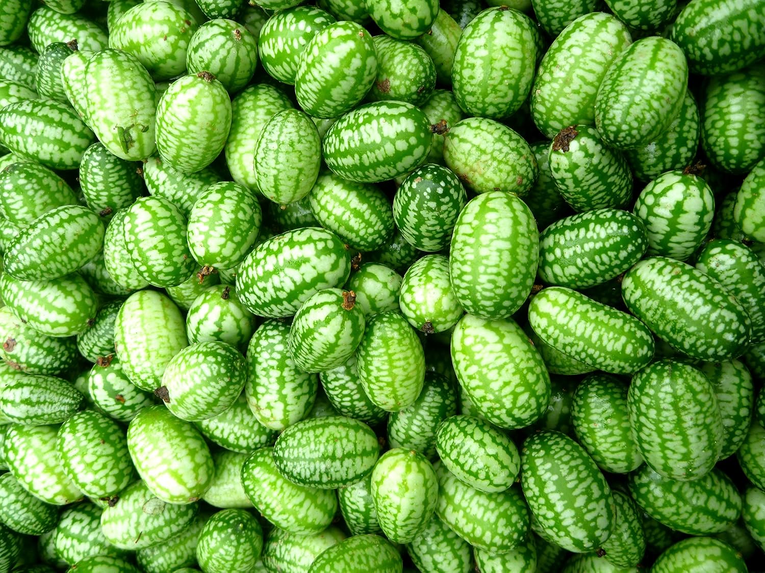 Mini Melon Seeds for Compact, Sweet, and Juicy Fruits