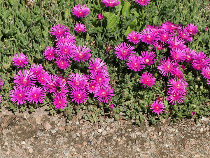 Mittagsblume Flower Seeds for Planting - 100