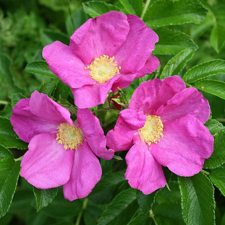 Pink Rugosa Rose Plant Seeds for Planting Non-GMO Heirloom Garden Seeds for Growing Beautiful Roses