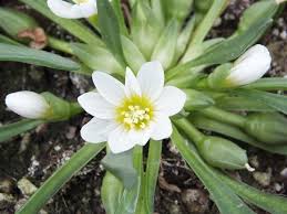 White Nevadensis Flower Seeds for Planting - 100