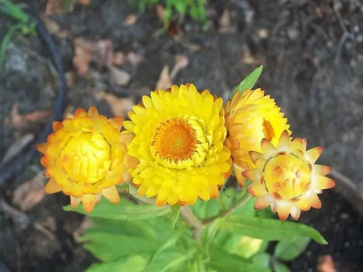 Yellow Strawflower Seeds for Planting - NON GMO Seeds Dhara Seeds