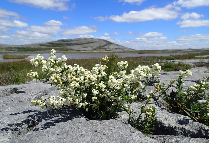 White Burren Flower Seeds for Planting - 100