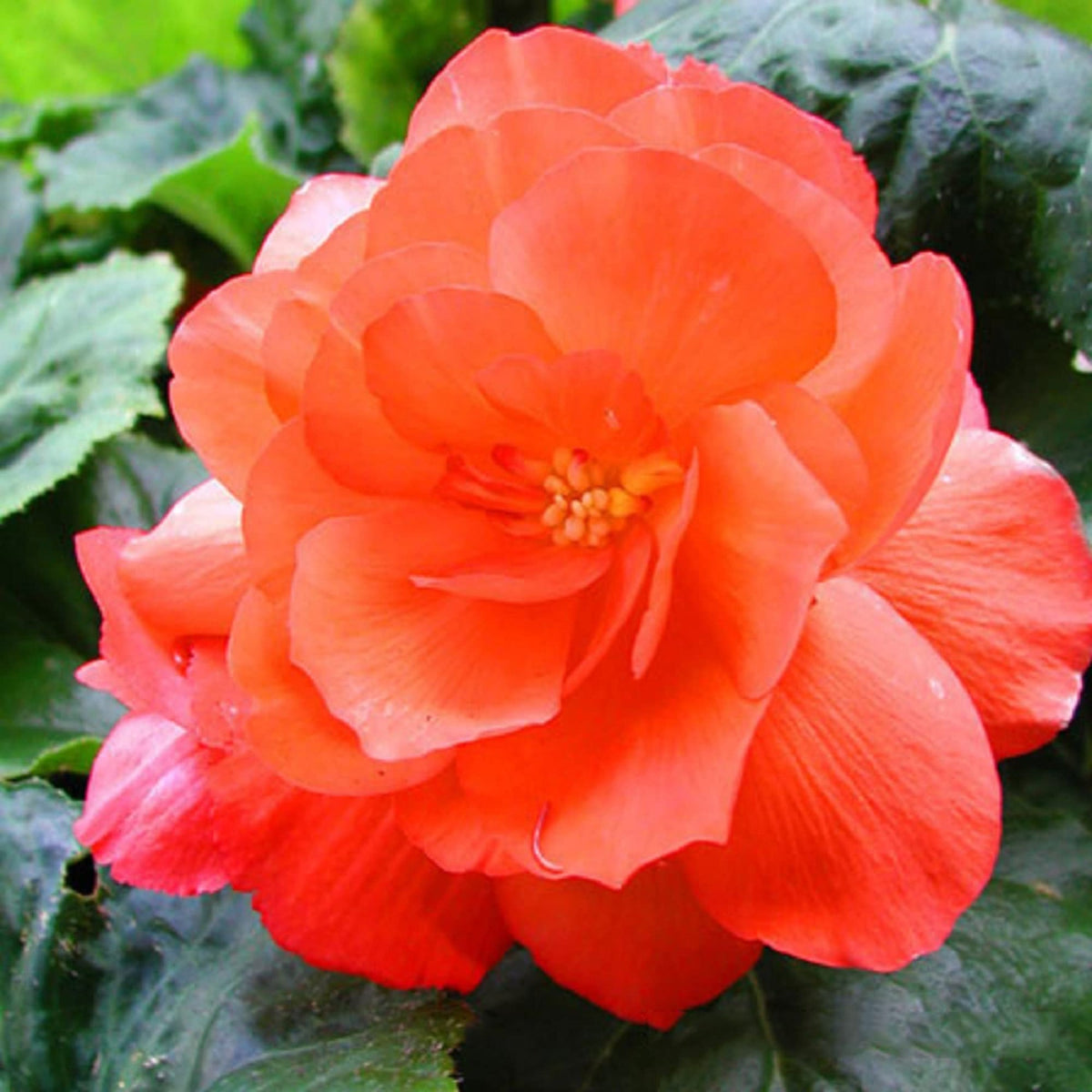 Light Orange Camellia Flower Seeds – Heirloom Non-GMO Seeds for Garden Planting