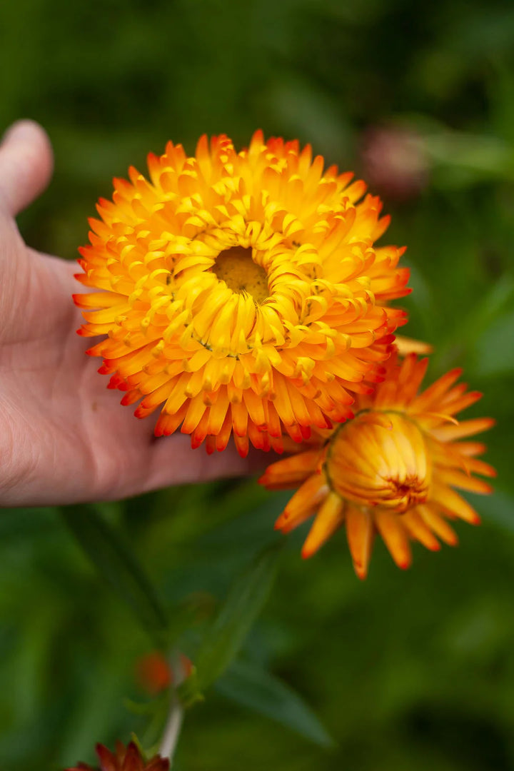 Yellow Orange Straw Flower Seeds for Planting, 100