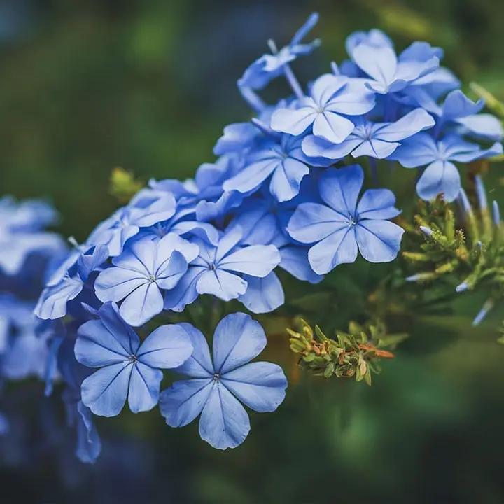 Plumbago Flower Seeds – Heirloom, Non-GMO Seeds for Planting Vibrant Blue Garden Blooms Dhara Seeds