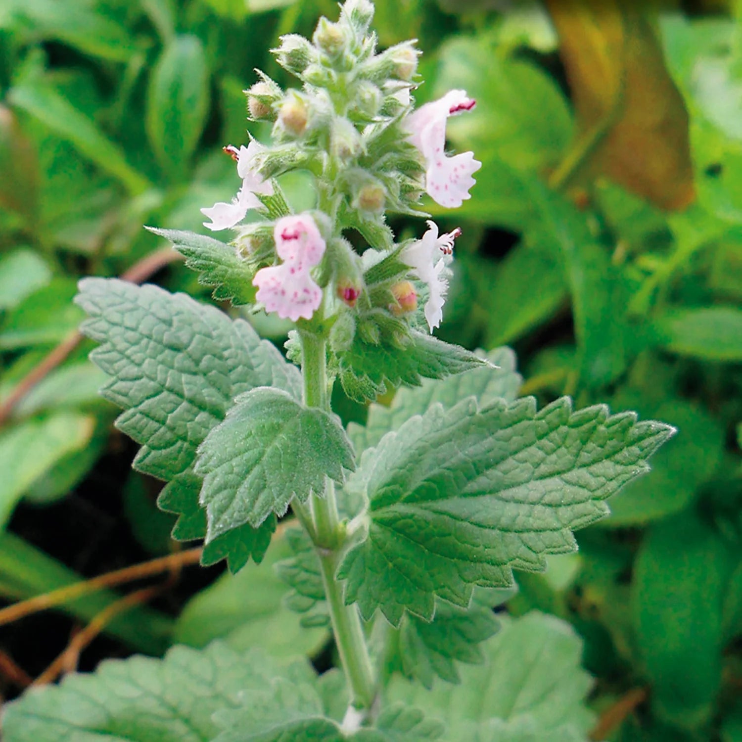 Catnip Seeds (Organic)