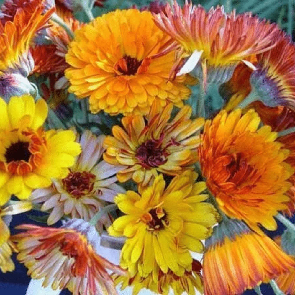 Calendula Seeds - Sunset Mix