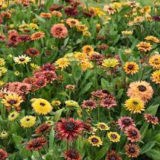 Rudbeckia Sahara Seeds for Planting - NON GMO Seeds Dhara Seeds
