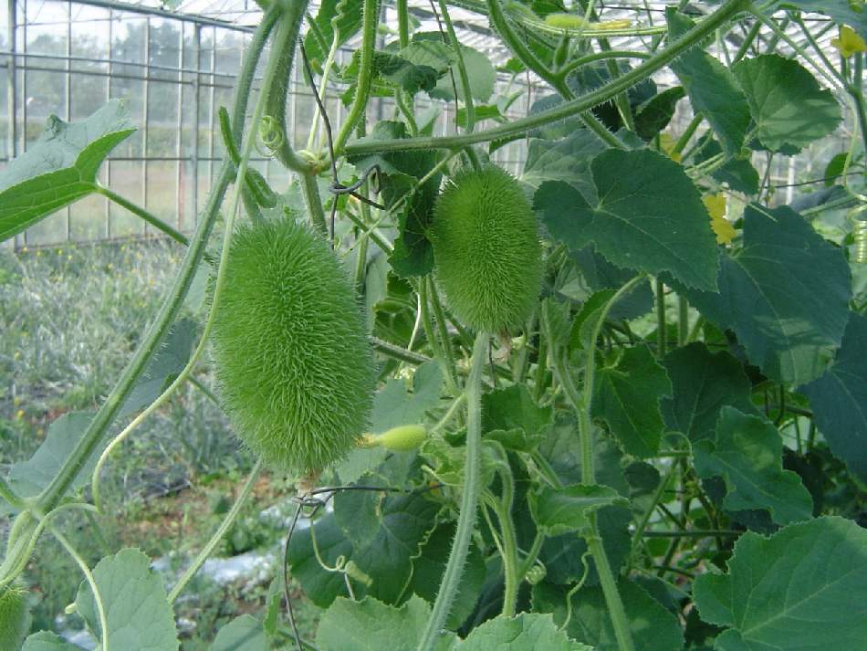 Cucumis Dipsaceus Seeds - Hardy and Uncommon Fruits for Specialty Gardening