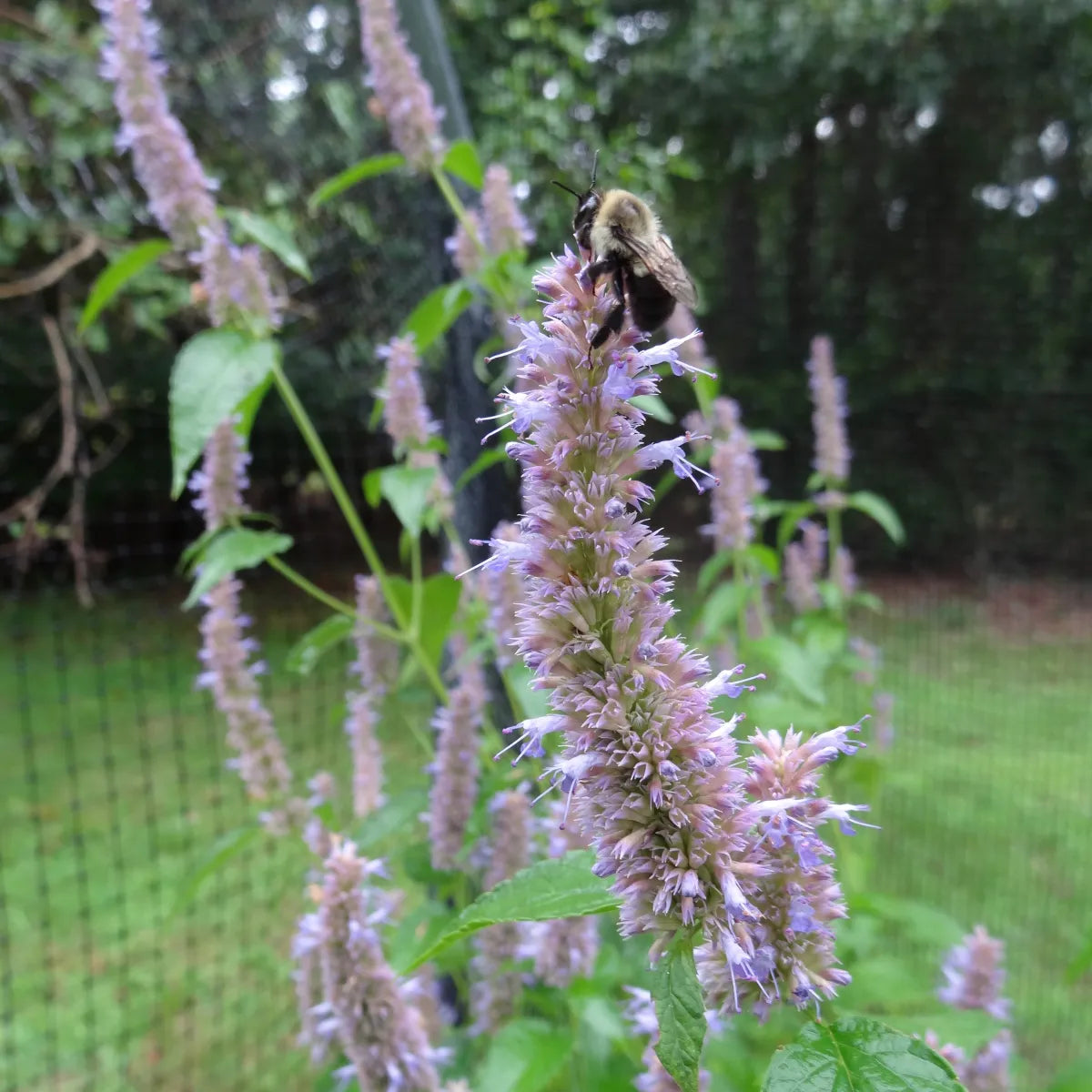 Agastache Giant Hyssop Seeds