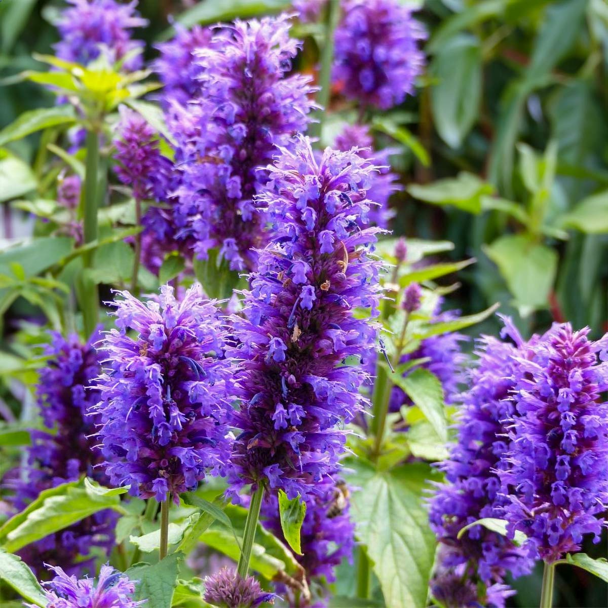 Agastache Blue Boa