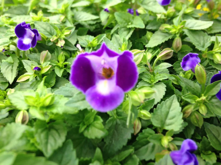 Heirloom Non-GMO Purple Torenia Kauai Flower Seeds | Shade-Loving Wishbone Plant Seeds for Hanging Baskets