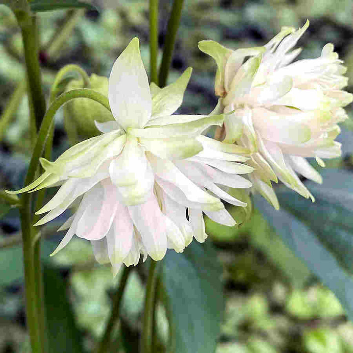 Aquilegia Lace Flower Seeds for Planting - 100