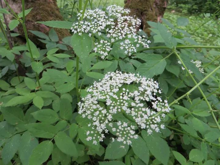 heirloom-aegopodium-podagraria-plant-seeds

