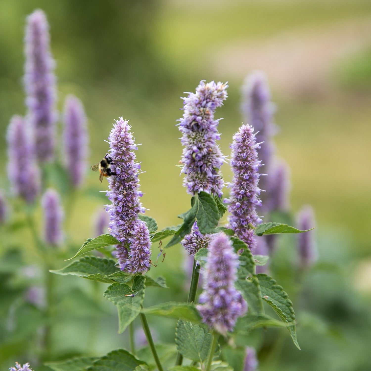 Agastache Korean Zest Organic