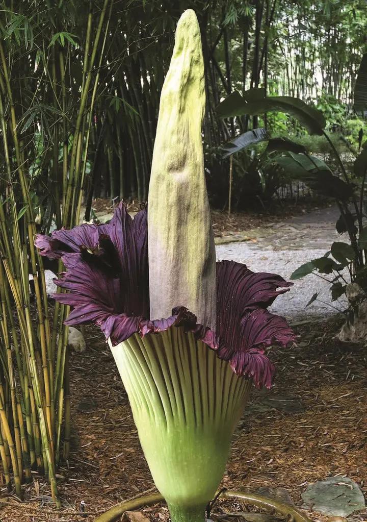 Heirloom Non-GMO Amorphophallus Flower Seeds for Rare and Exotic Garden Planting Dhara Seeds