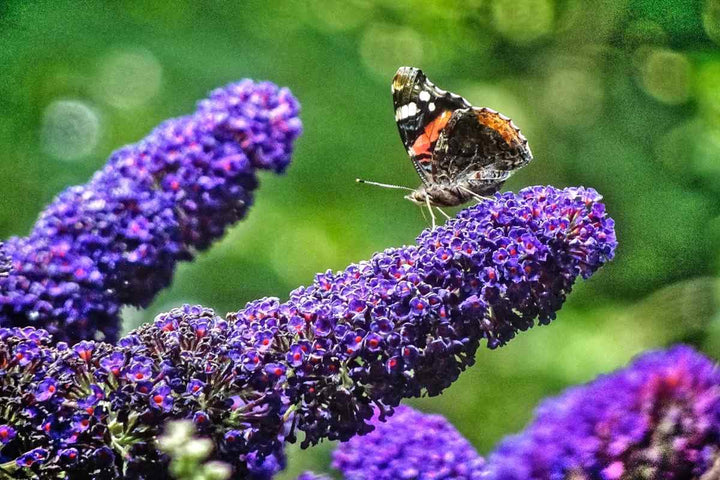 Bush Buddleia Flower Seeds for Planting - 100