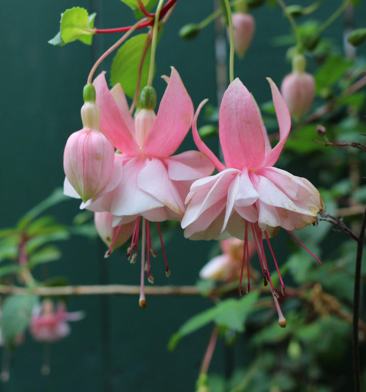 Heirloom Non-GMO White Pink Fuchsias Flower Seeds – Elegant Blooms for Garden Planting