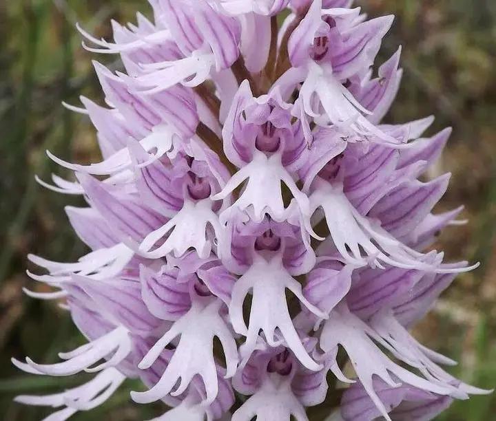 Orchis Italica Flower Seeds for Planting - 100 Dhara Seeds