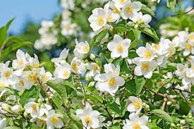 Philadelphus Coronarius Flower Seeds for Planting - 100