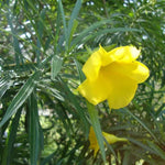 Thevetia Neriifolia Seeds for Planting - 100 Dhara Seeds