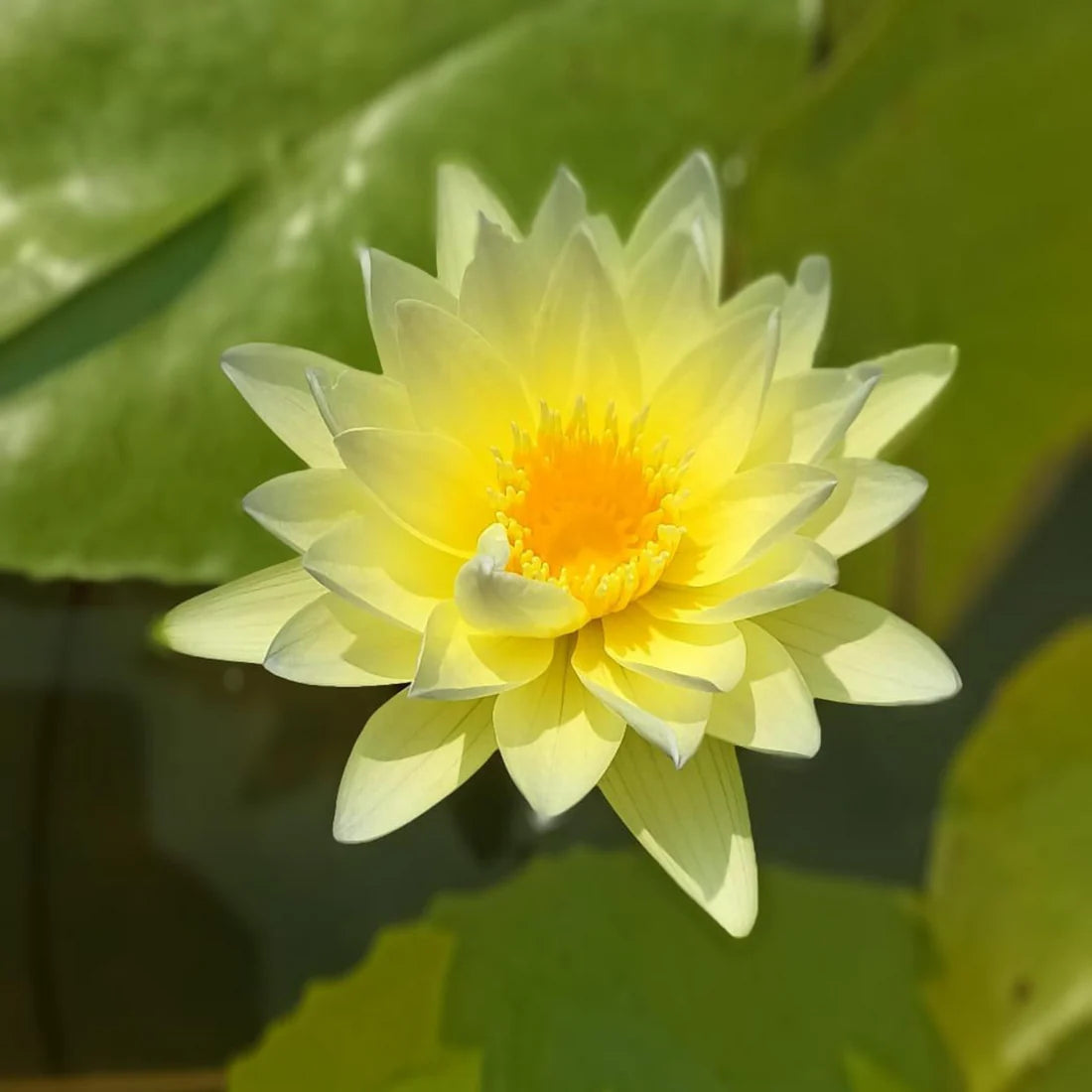 Water Lily ( Yellow ) - Plant Seeds