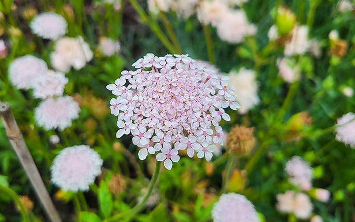 Pink Lace Flower Seeds for Planting - 100
