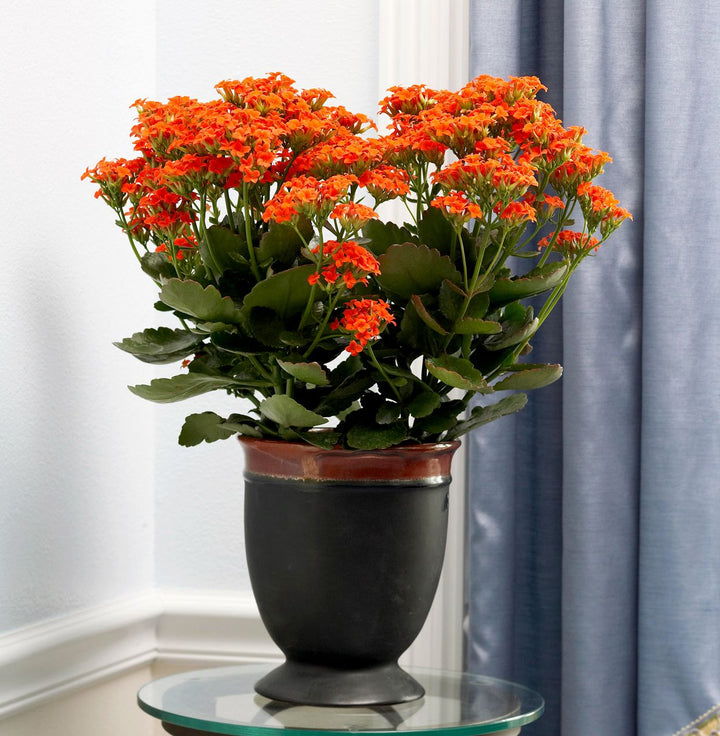 Kalanchoe Red Yellow Seeds for Planting – Organic, Heirloom, Non-GMO Flower Seeds