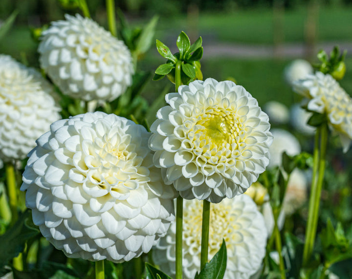 Dahlia Flower Seeds for Planting, Vibrant Blooms, 100