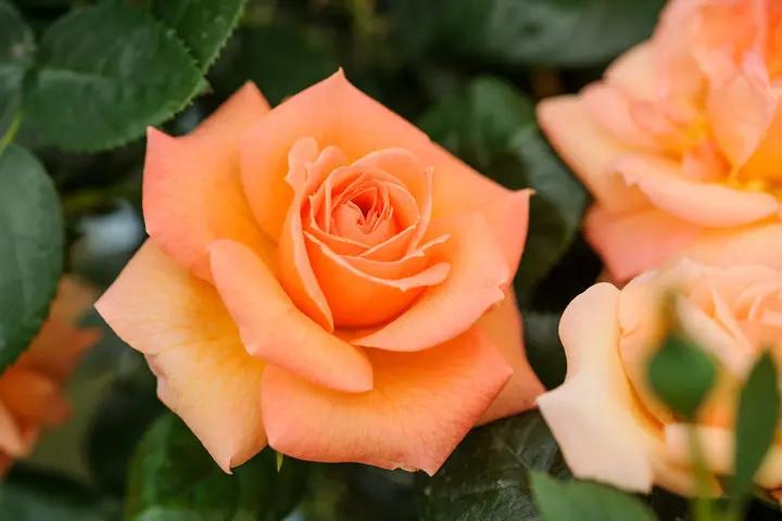 Orange Promise Rose Plant Seeds for Planting - Heirloom Non-GMO Garden Seeds for Growing Dhara Seeds