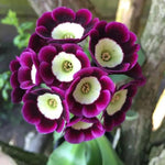 Violet Primula Seeds for Planting - 100 Dhara Seeds