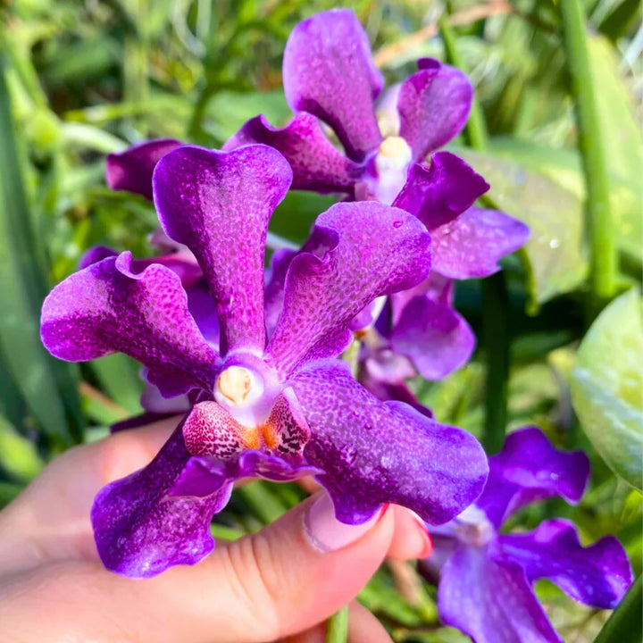 Purple Ascocentrum Flower Seeds for Planting, 100