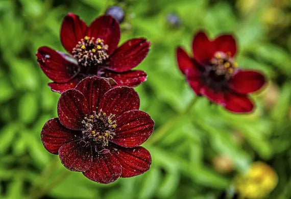 Marron Atrosanguineus Flower Seeds for Planting - 100