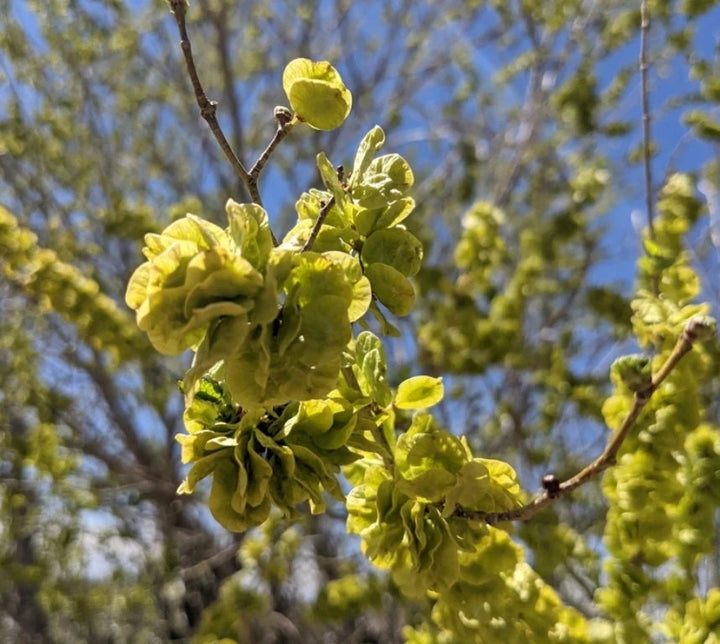 Dark Green Elm Plant Seeds for Planting - 100