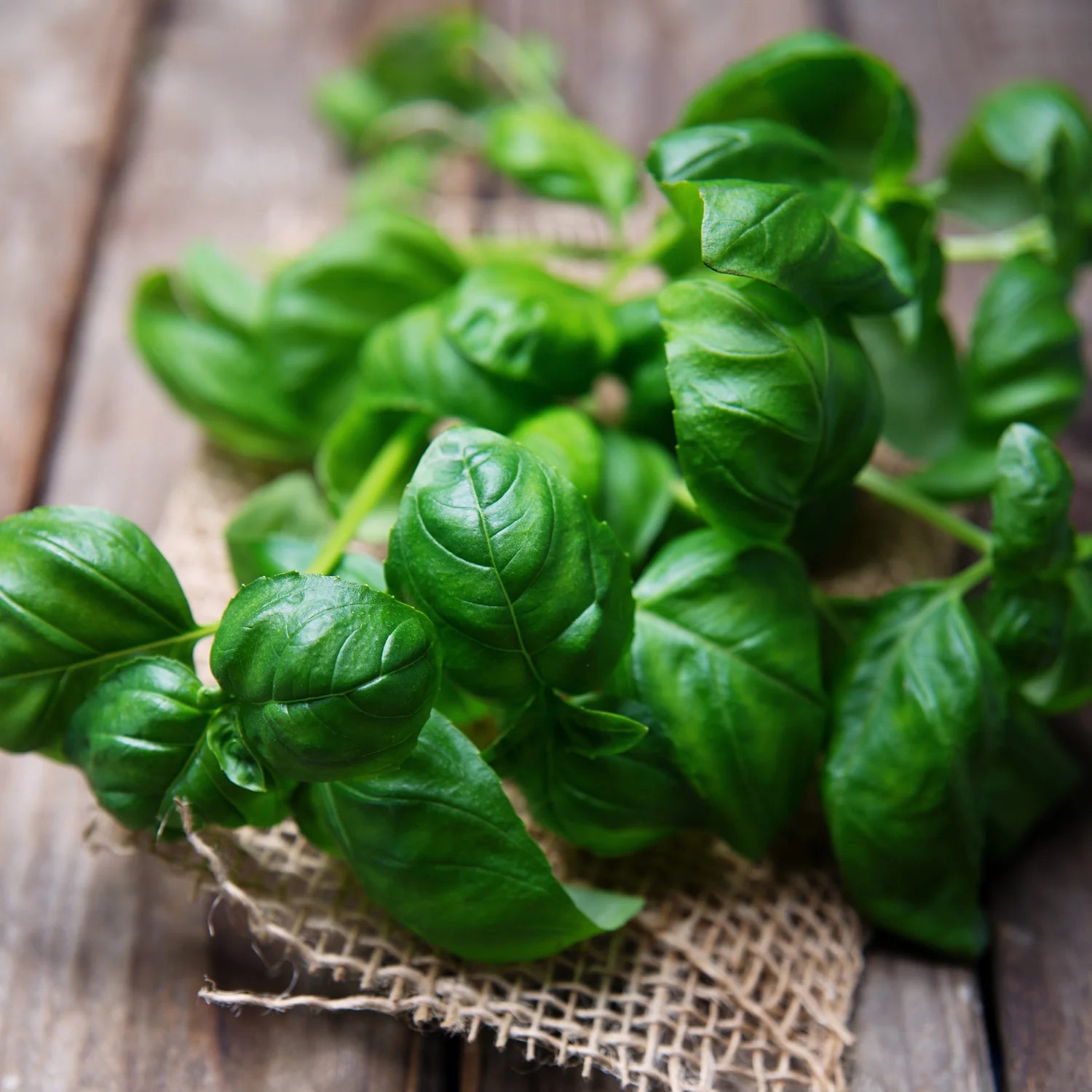 Bulk Purslane Seeds - Green