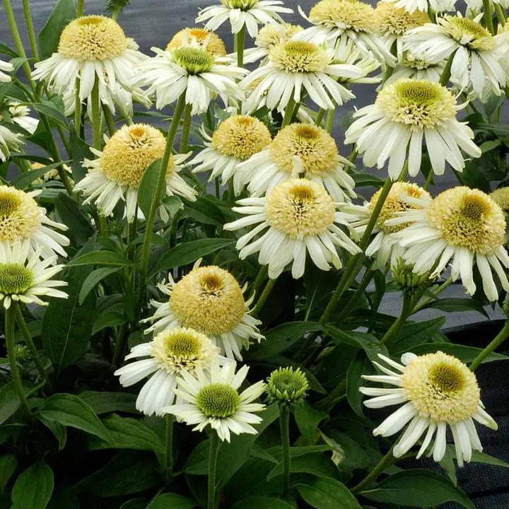 Vanilla Echinacea Flower Seeds for Planting - Heirloom, Non-GMO Seeds for Home Garden Dhara Seeds