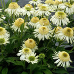 Vanilla Echinacea Flower Seeds for Planting - Heirloom, Non-GMO Seeds for Home Garden Dhara Seeds