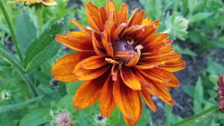 Orange Cherokee Flower Seeds for Planting, NON GMO Seeds