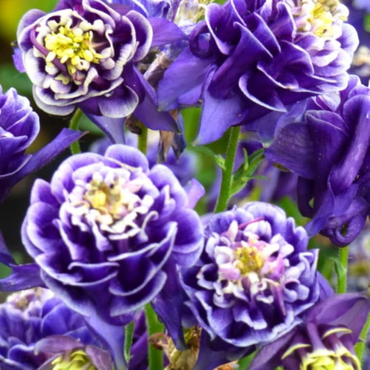 Heirloom White Violet Aquilegia Flower Seeds for Planting – Non-GMO, Perennial Blooming Seeds